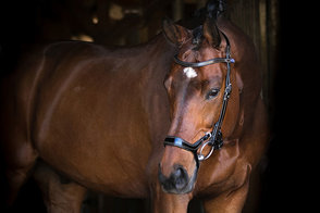 PS of Sweden Pioneer Dropped Noseband