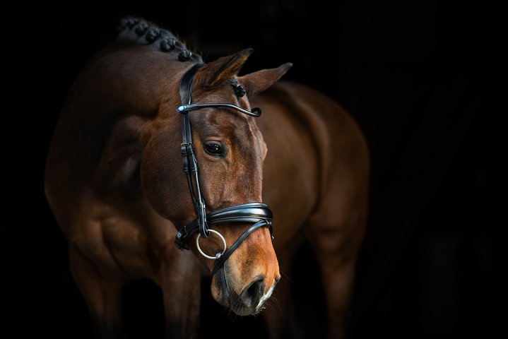 PS of Sweden GP Bridle Black with Black Padding