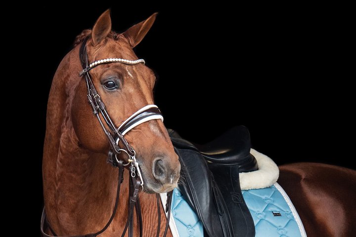 PS of Sweden GP Patent Double Bridle